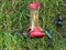 Close up of Colibris in trough. Hanging wild bird feeder. Red base feeder with flower design, attracts curious hummingbirds in the