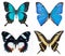 Close-up of collection multi-colored beautiful butterflies Blue