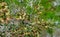 Close-up of Colletia infausta Colletia spinosissima with many pink  small flowers buds on spiny shrub in Arboretum Park