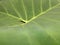 Close up a Colocasia esculenta, elephant ear, can be used as wallpaper or background