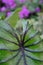 Close up Colocasia pharaoh mask is aquatic plant