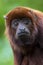 Close up of a Colombian Red Howler Monkey