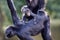 Close-up of Colombian spider monkeys