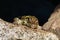 Close-up of colombian tegu lizard on a rock near the cave.