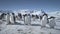 Close-up colony of Antarctica penguins on snow.