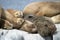 Close-up colony of sleeping sea lions and male