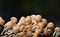 Close up colony of toadstool poisonous mushrooms