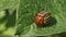 Close-up of Colorado potato beetle, Leptinotarsa decemlineata walking on green potato leaves