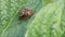 Close-up of Colorado potato beetle, Leptinotarsa decemlineata walking on green potato leaves