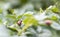 Close-up of a Colorado striped beetle larva on damaged potato leaves. Leptinotarsa Decemlineata. Serious potato pest in garden