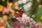 Close up of colorful aglais european peacock getting nectar from pink butterfly bush. Shallow depth of field.