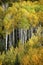 Close up of a Colorful Aspen Grove in the fall season