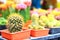 Close up colorful beautiful cactus,cactus ornamental plants in jardiniere