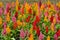 Close up Colorful Blooming Cocks comb, Foxtail amaranth, Celosia Plumosa or Celosia argentea
