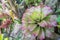 Close up of colorful Bromeliad plants