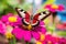 close-up of a colorful butterfly on a vibrant flower