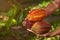 Close-up of colorful cacao pods