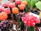 Close-up colorful cactus Gymnocalycium on the counter in the supermarket. Colorful Chin cactus flower. Pink, purple and orange