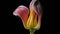 Close up of colorful calla lily flower isolated on black background