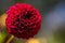 Close up of a Colorful Carmine Dark Red Dahlia Pom Pom or Ball Dahlia on a garden.