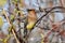 Close up of a colorful Cedar Waxwing bird