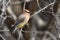 Close up of a colorful Cedar Waxwing bird