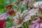 close up of colorful coral bell leaves