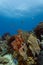 Close-up of colorful corals, sea fans, sponges and fish at coral reef off Roatan.