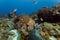 Close-up of colorful corals, sea fans, sponges and fish at coral reef off Roatan.