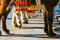 Close up of colorful decorated donkeys famous as Burro-taxi waiting for passengers in Mijas, a major tourist attraction. Andalusia