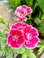 Close up colorful Dianthus flower in garden