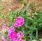 Close up colorful Dianthus flower in garden