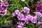 Close up colorful Dianthus flower in garden