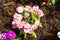 Close up colorful Dianthus flower in garden