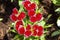 Close up colorful Dianthus flower in garden