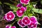 Close up colorful Dianthus flower in garden