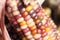 Close-up of colorful dried Indian Corn as decoration