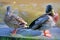 Close-up on colorful ducks along a canal in Giethoorn