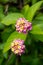 Close up of colorful flowers clusters and green leaves. Nature floral background