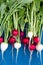 Close up of colorful fresh radishes