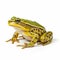 close-up of a colorful frog with striking eyes on a white background