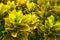 Close up colorful of Garden Yellow and red Croton