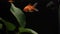 Close up Colorful Goldfish in Enchanting Freshwater Aquariums