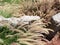 Close up of colorful grass like fox tails with large rocks in a decorated garden