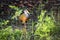 Close-up of a colorful Grey-necked wood rail, Pantanal Wetlands, Mato Grosso, Brazil