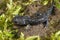 Close up on a colorful juvenile Asian Northeast Salamander, Hynobius lichenatus