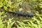 Close up on a colorful juvenile Asian Northeast Salamander, Hynobius lichenatus