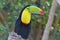 Close up of colorful keel-billed toucan bird