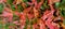 Close up of colorful leaves of syzygium myrtifolium plant. Colorful fresh leaves background.