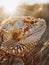 Close-up of a colorful lizard in natural sunlight